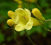 Aureolaria flava thumbnail
