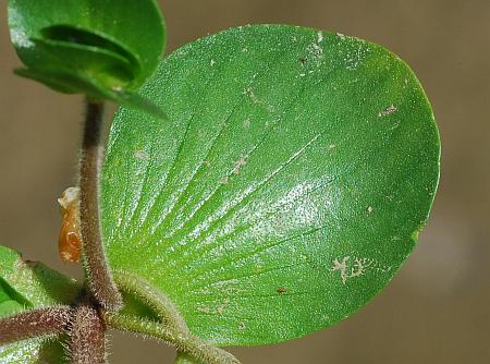 Bacopa_rotundifolia_leaf1.jpg