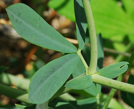 Baptisia_australis_leaf1.jpg