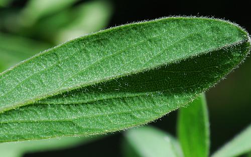 Baptisia_bracteata_leaf2.jpg