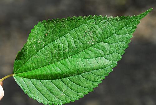 Boehmeria_cylindrica_leaf1.jpg