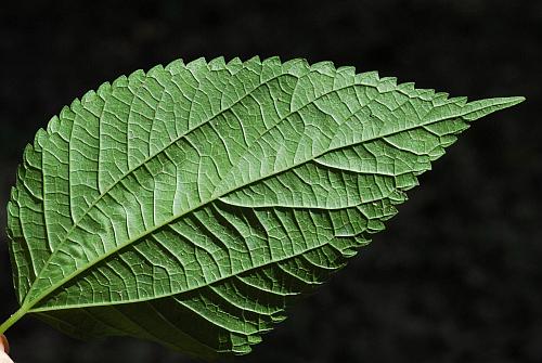 Boehmeria_cylindrica_leaf2.jpg