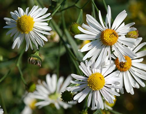 Boltonia_asteroides_heads.jpg