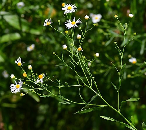 Boltonia_asteroides_inflorescence.jpg