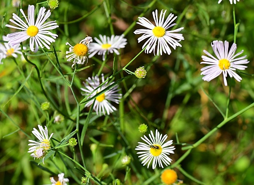 Boltonia_diffusa_inflorescence.jpg