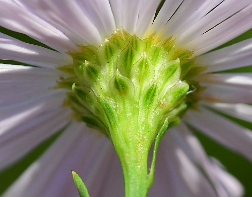 Boltonia_diffusa_involucre.jpg