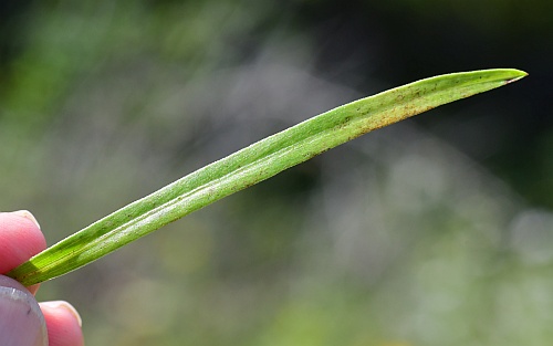 Boltonia_diffusa_leaf1.jpg