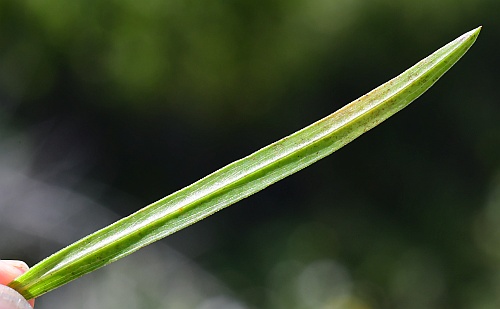 Boltonia_diffusa_leaf2.jpg