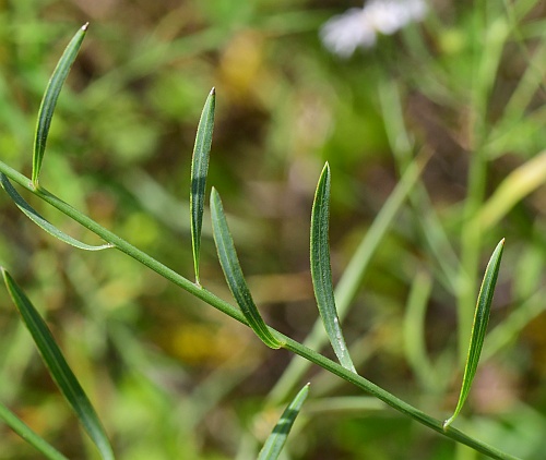 Boltonia_diffusa_leaves.jpg