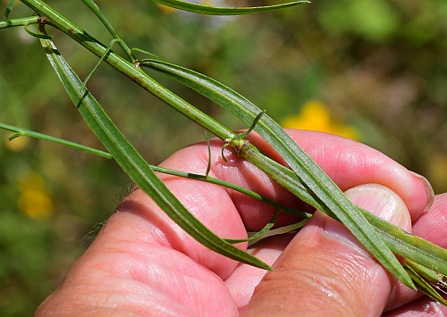 Boltonia_diffusa_leaves2.jpg