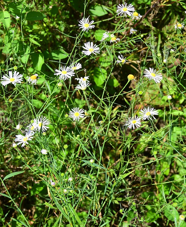 Boltonia_diffusa_plant.jpg