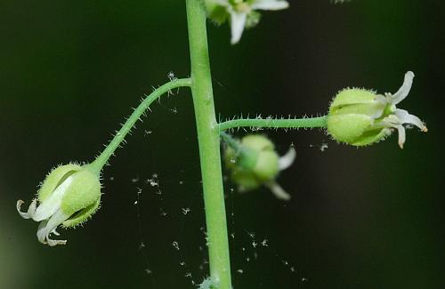 Borodinia_canadensis_calyx2.jpg