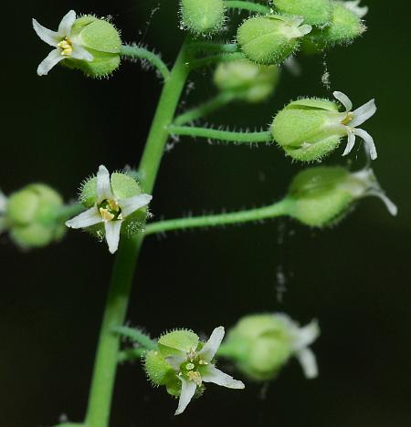Borodinia_canadensis_flower2.jpg