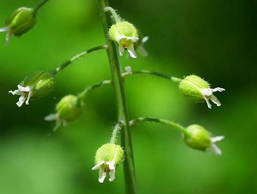 Borodinia_canadensis_flowers.jpg