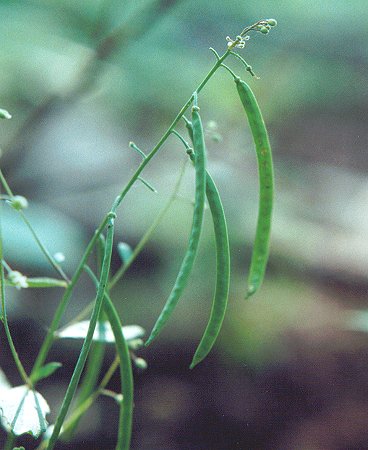 Borodinia_canadensis_fruits.jpg