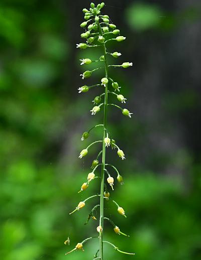 Borodinia_canadensis_inflorescence.jpg