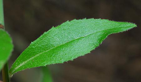Borodinia_canadensis_leaf1.jpg