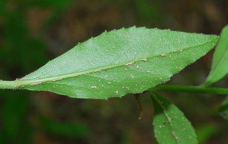 Borodinia_canadensis_leaf2.jpg