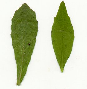 Borodinia_canadensis_leaves.jpg