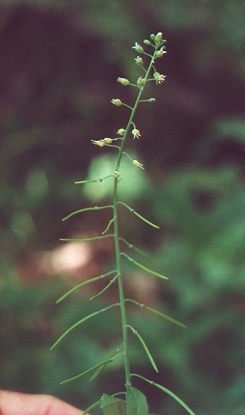 Borodinia_canadensis_plant.jpg