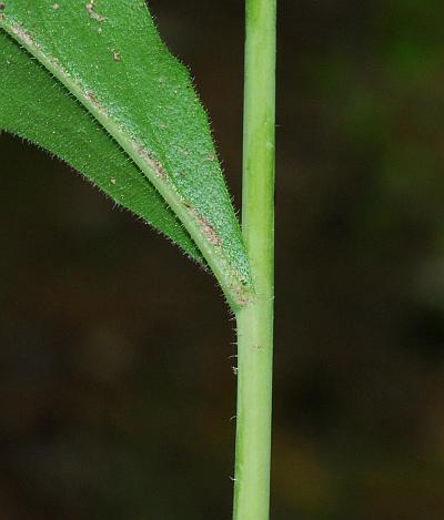 Borodinia_canadensis_stem.jpg