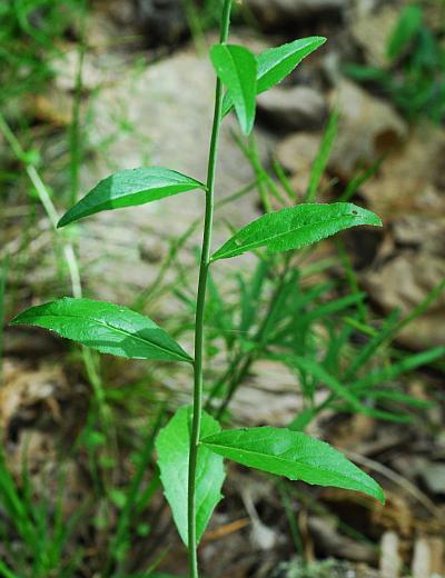 Borodinia_canadensis_stem2.jpg