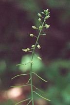 Borodinia canadensis thumbnail