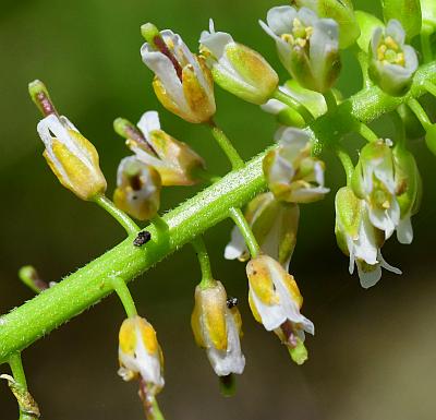 Borodinia_dentata_flowers2.jpg