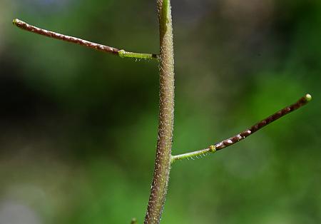 Borodinia_dentata_fruits.jpg