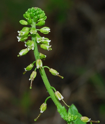 Borodinia_dentata_inflorescence2.jpg