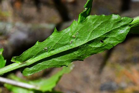 Borodinia_dentata_leaf2.jpg