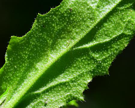 Borodinia_dentata_leaf2a.jpg