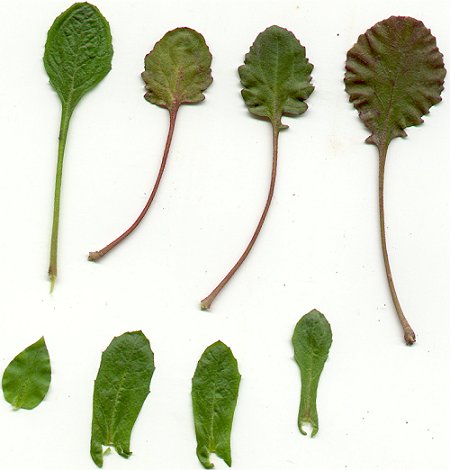 Borodinia_dentata_leaves.jpg