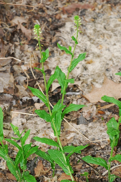 Borodinia_dentata_plant2.jpg