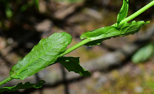 Borodinia_dentata_stem.jpg