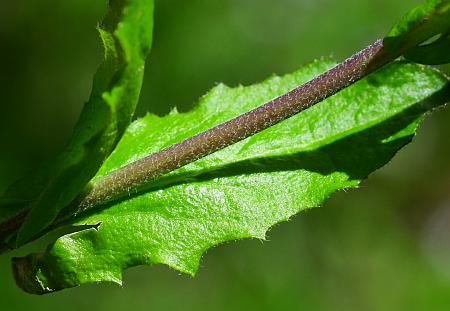 Borodinia_dentata_stem2.jpg