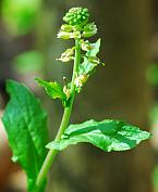 Borodinia dentata thumbnail