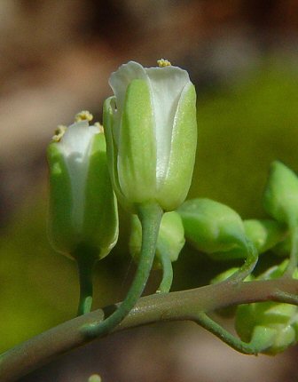 Borodinia_laevigata_calyx.jpg