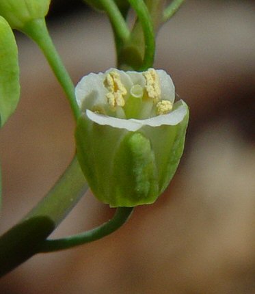 Borodinia_laevigata_flower.jpg