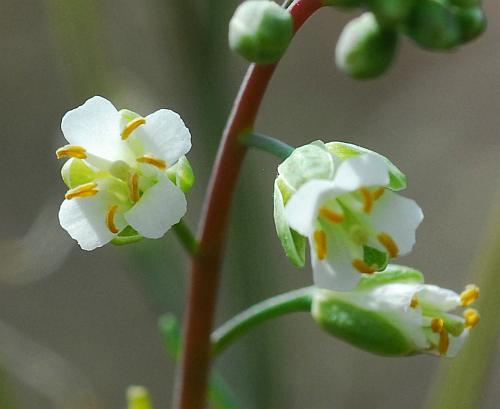 Borodinia_laevigata_flowers.jpg