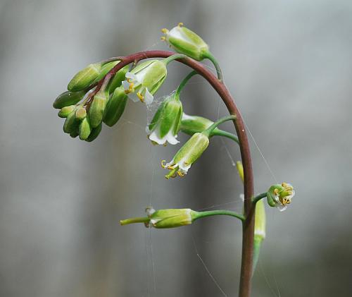 Borodinia_laevigata_inflorescence2.jpg