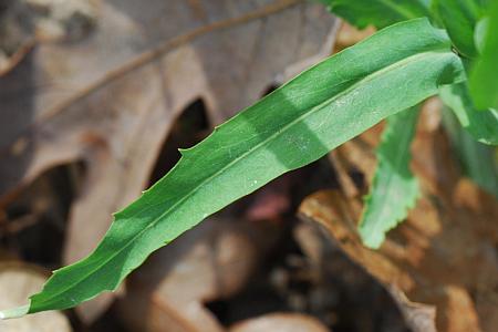 Borodinia_laevigata_leaf1.jpg