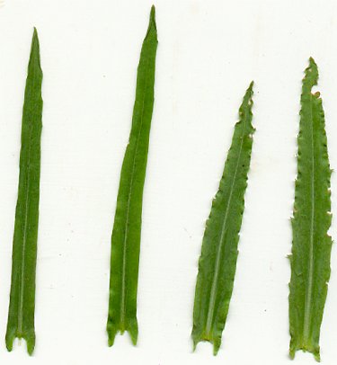 Borodinia_laevigata_leaves.jpg