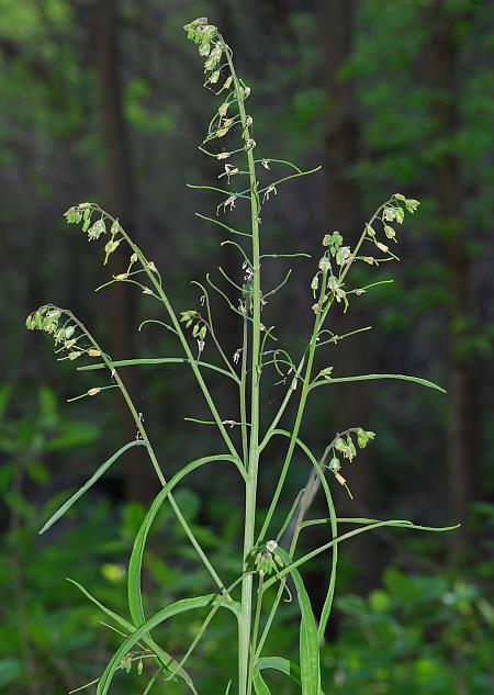 Borodinia_laevigata_plant.jpg