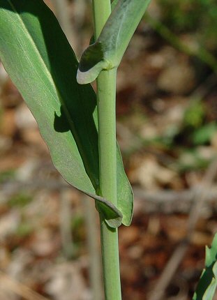 Borodinia_laevigata_stem.jpg