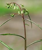 Borodinia laevigata thumbnail