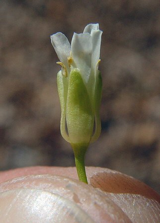 Borodinia_missouriensis_calyx.jpg