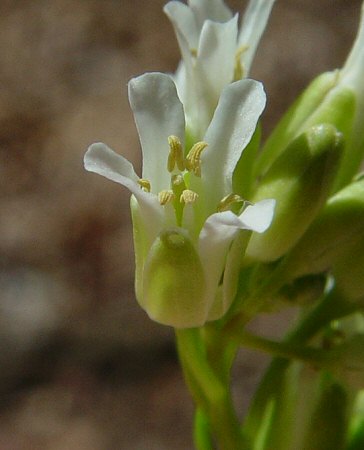 Borodinia_missouriensis_flower.jpg