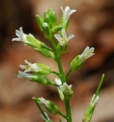 Borodinia_missouriensis_inflorescence.jpg
