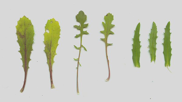 Borodinia_missouriensis_leaves.jpg